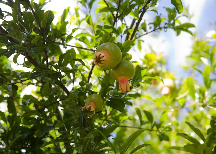 La Grenadine